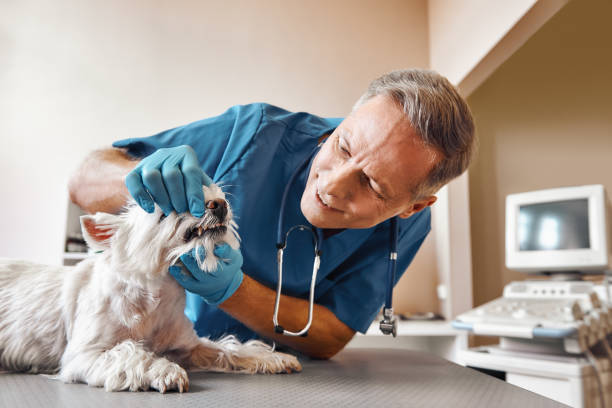Best Emergency Dental Extractions in Highfill, AR